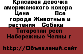 Красивая девочка американского кокера › Цена ­ 35 000 - Все города Животные и растения » Собаки   . Татарстан респ.,Набережные Челны г.